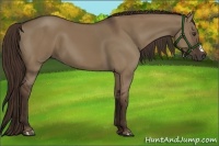 Horse Color:Liver Red Dun 