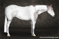 Horse Color:Chocolate Silver Buckskin Chinchilla Tobiano