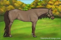 Horse Color:Liver Red Dun 