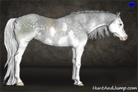 Horse Color:Silver Grullo Chinchilla Sabino Splash