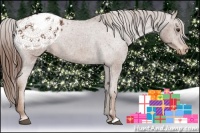 Horse Color:Chestnut Appaloosa 