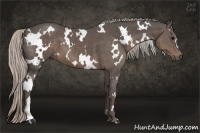 Horse Color:White Spotted Silver Black 