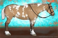 Horse Color:White Spotted Silver Bay Dun