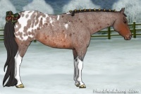 Horse Color:Bay Roan Tobiano Appaloosa