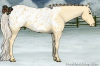 Horse Color:Palomino Appaloosa 