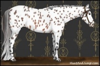Horse Color:Bay Roan Leopard 