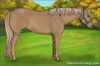 Horse Color:Palomino 
