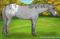 Horse Color:Smoky Blue Roan Varnish 