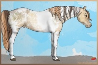Horse Color:Black Ice Pearl Tobiano and Classic Champagne Ice Pearl Tobiano