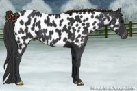 Horse Color:Black Near Leopard 