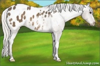 Horse Color:Silver Buckskin Appaloosa 
