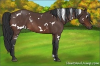 Horse Color:White Spotted Bay Roan Rabicano 