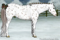 Horse Color:Bay Roan Leopard 
