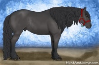 Horse Color:Black Rabicano