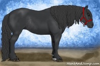 Horse Color:Black Rabicano 