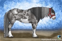 Horse Color:White Spotted Black Frame Rabicano 