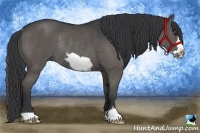 Horse Color:Black Frame Rabicano