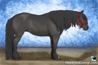 Horse Color:Black Rabicano