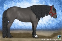 Horse Color:Black Rabicano