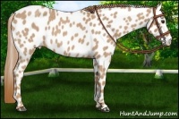 Horse Color:Red Roan Leopard 