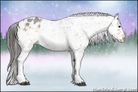 Horse Color:Brown Roan Onyx Appaloosa