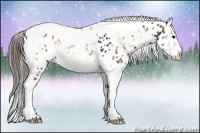 Horse Color:Brown Onyx Tobiano Frame Appaloosa 