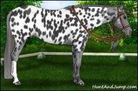 Horse Color:Black Near Leopard 
