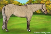 Horse Color:Brown Dun Rabicano  and Silver Brown Dun Rabicano 