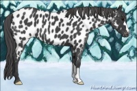Horse Color:Blue Roan Near Leopard 