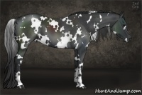 Horse Color:White Spotted Black