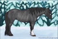 Horse Color:Blue Roan and Blue Roan Rabicano