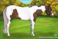 Horse Color:Silver Bay Tobiano