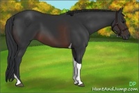 Horse Color:Brown Tobiano Rabicano 