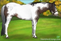 Horse Color:Bay Tobiano Frame 
