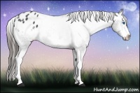 Horse Color:Blue Roan Splash Frame Varnish 