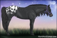 Horse Color:Black Appaloosa