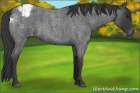 Horse Color:Blue Roan Appaloosa 