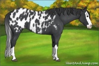 Horse Color:Blue Roan Splash Appaloosa 