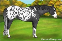 Horse Color:Blue Roan Splash Appaloosa 