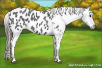 Horse Color:Blue Roan Appaloosa