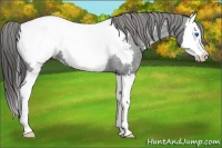 Horse Color:Blue Roan Splash Near Fewspot 