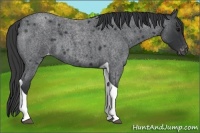 Horse Color:Blue Roan Tobiano Varnish 