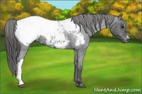 Horse Color:Blue Roan Snowcap 