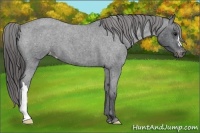 Horse Color:Blue Roan Appaloosa 