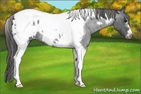 Horse Color:Blue Roan Tobiano Frame Appaloosa