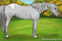 Horse Color:Blue Roan Appaloosa
