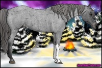 Horse Color:Blue Roan Appaloosa