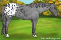 Horse Color:Blue Roan Appaloosa 