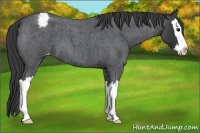 Horse Color:Blue Roan Splash Varnish 