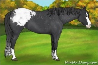 Horse Color:Blue Roan Splash Varnish 